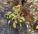"Воткнули и чуть-чуть присыпали": сахалинка обвинила питомник в том, что их растения не выстояли в циклон