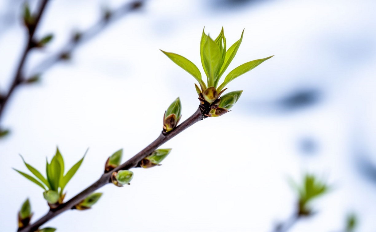 До +10°, небольшой дождь, но без циклонов: погода на ближайшую неделю на Сахалине и Курилах