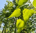 Тёплый августовский день ждёт жителей Сахалинской области в понедельник