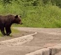 В Лермонтовке медведь вплотную подошёл к жилым домам