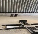 Медведицу на Курилах застрелили на глазах у её детёнышей
