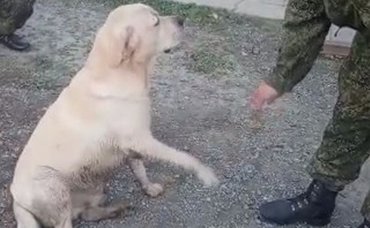 Собака мобилизованного сахалинца пришла за ним в воинскую часть