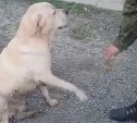 Собака мобилизованного сахалинца пришла за ним в воинскую часть
