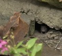 Крысам в Быкове наскучили мусорные баки и они перекинулись на квартиры местных жителей