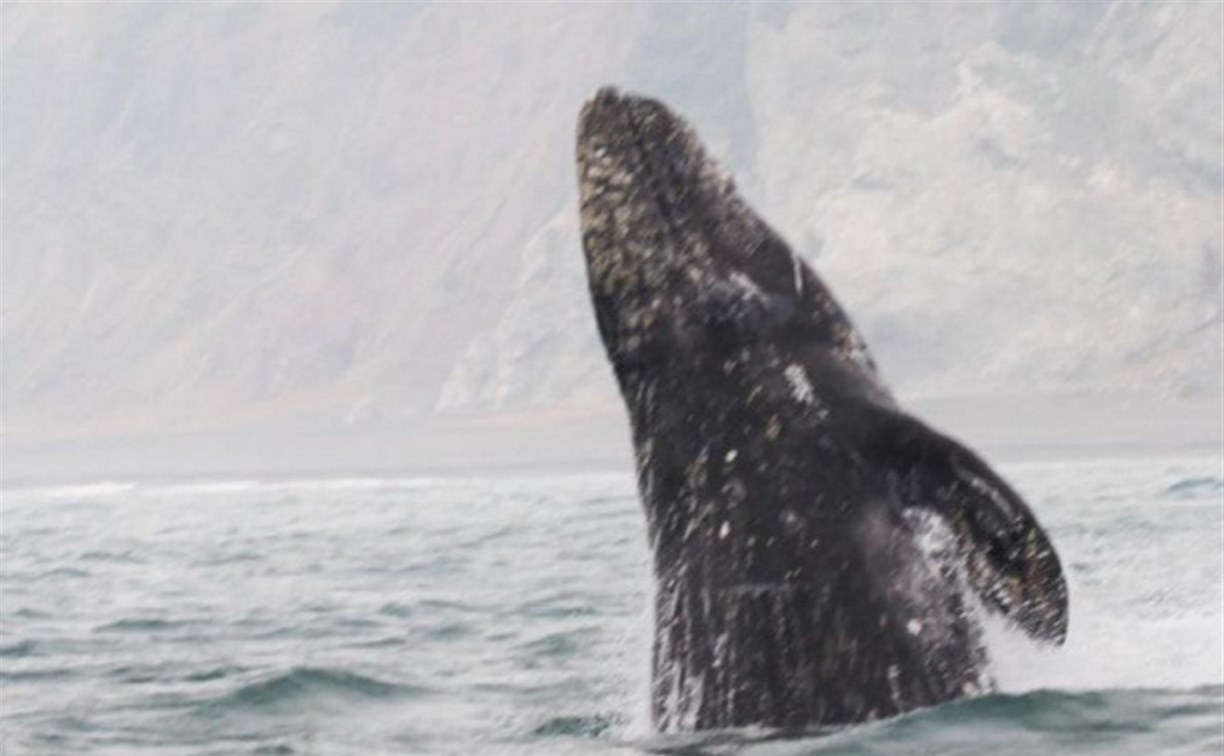 Сахалинцы дали имя молодому серому киту