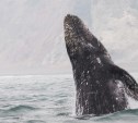 Сахалинцы дали имя молодому серому киту