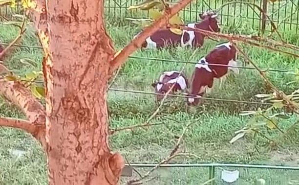 Коровы съели газон около психиатрической больницы на Сахалине