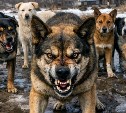 В Анивском районе участились случаи нападения безнадзорных собак