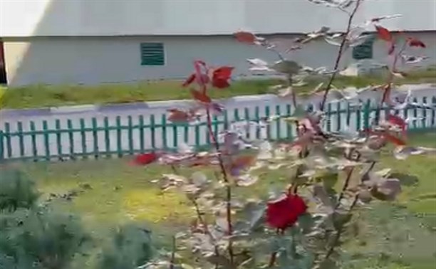 В Южно-Сахалинске вандал уничтожил сад роз, победивший в конкурсе "Цветущий Южный"