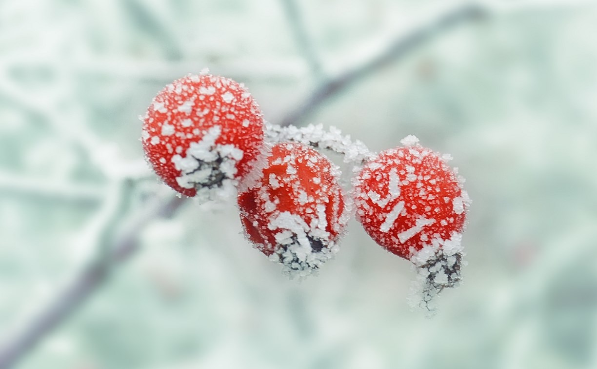 Бордюр зимние ягодки
