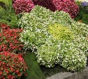 В Южно-Сахалинске выбирают лучший «Цветущий сад». Онлайн голосование