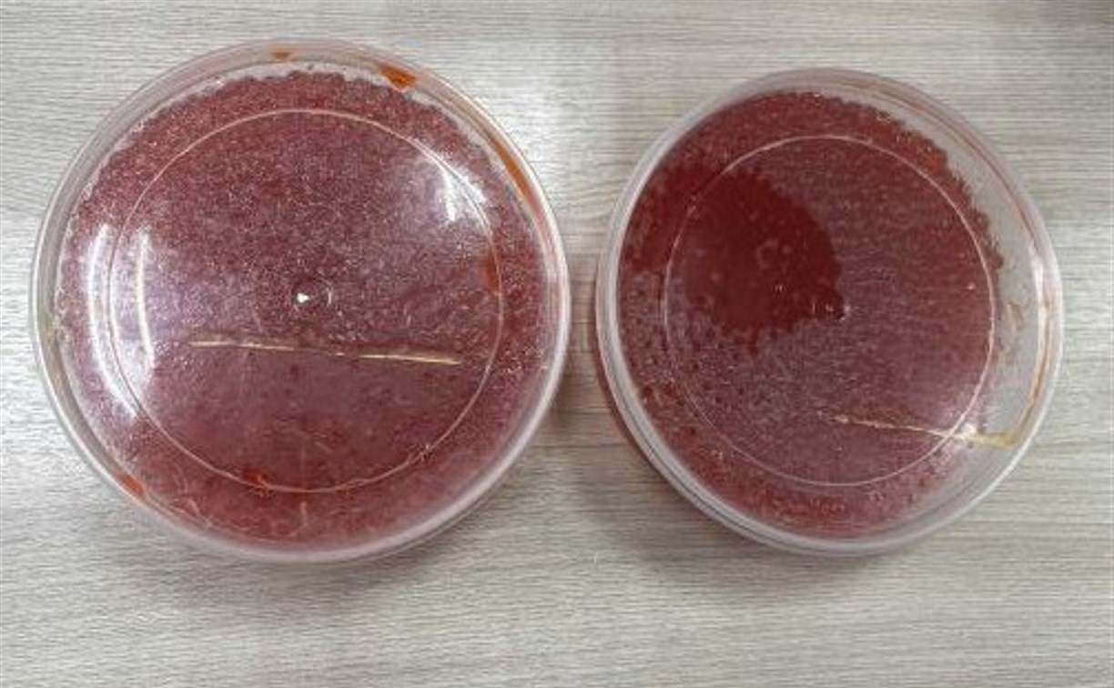 "Икра с Сахалина" оказалась уловкой: в Чувашии задержали мужчину, обманувшего пенсионеров