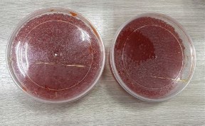 Происшествия