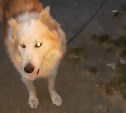 Сахалинцы спасли собаку, которая 5 часов просидела в яме с водой