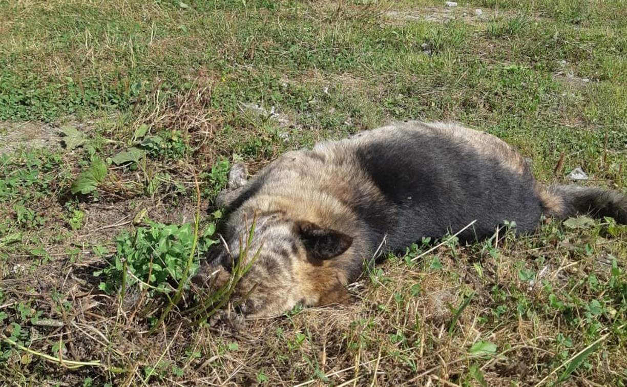 Догхантеры убивают собак на глазах у детей в Южно-Сахалинске