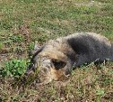 Догхантеры убивают собак на глазах у детей в Южно-Сахалинске