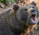Крупный медведь задрал женщину в Тымовском районе