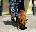 Собака Грэм помогла задержать нелегала, который украл сумку у сахалинки