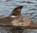 Из "китовой тюрьмы" в Приморье пропала косатка