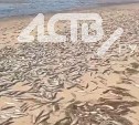 Калуга, корюшка, навага: побережье залива Помрь усыпано мёртвой рыбой