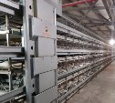 Новый руководитель сахалинской птицефабрики рассказал, почему закрываются магазины и когда появятся яйца