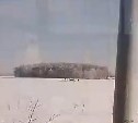 Сахалинцы переживают за табун лошадей в поле в пригороде Южно-Сахалинска