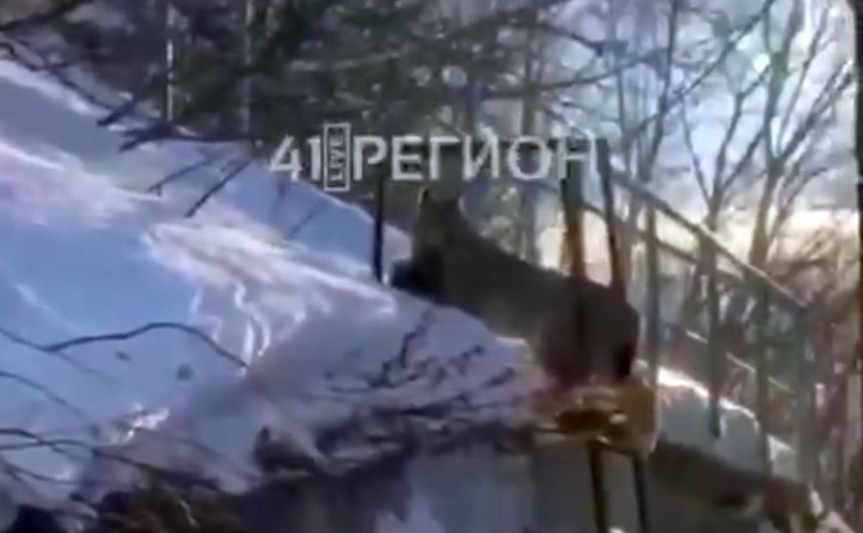 Рыси в Петропавловске убивают котов среди бела дня