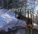 Рыси в Петропавловске убивают котов среди бела дня