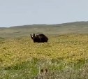 Туристы на Курилах встретились взглядом с крупным медведем