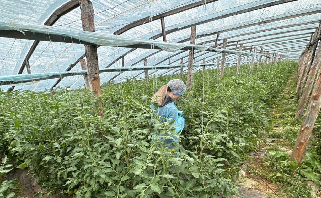 Россельхознадзор проверит сахалинские овощи на пестициды и нитраты