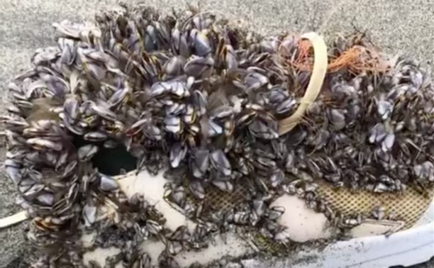 "Это что такое?": из моря на Кунашире вытащили живую кроссовку