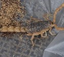 На Сахалин вместе с картошкой приплыл скорпион из Пакистана