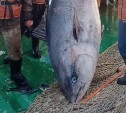 Два гигантских тунца попались в сети рыбакам на Южных Курилах