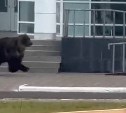 Огромный медведь пробежался по улицам Курильска - жителей просят сохранять спокойствие