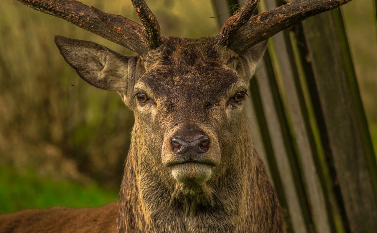 Охота на благородного оленя и соболя на Сахалине: лимиты и квоты