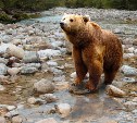 С начала года на Сахалине отстрелили 28 «конфликтных» медведей