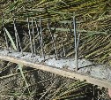 На Сахалине браконьеры вкапывают в дороги доски с гвоздями, чтобы скрыться от силовиков