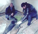 Стивен Сигал покормил тюленей на Сахалине. ВИДЕО