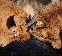Гороскоп на 15 апреля: Скорпион не согласится с чужим мнением, а Овен будет настроен на борьбу