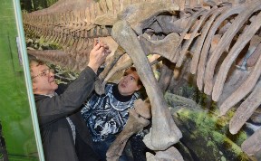 Скелет сахалинского динозавра доставили в краеведческий музей 