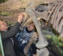 Скелет сахалинского динозавра доставили в краеведческий музей 