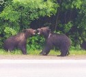 Медвежат-попрошаек с трассы в Ногликском районе вывезли в глухую тайгу