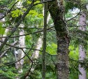 В горпарке Южно-Сахалинска спилят 43 опасных дерева