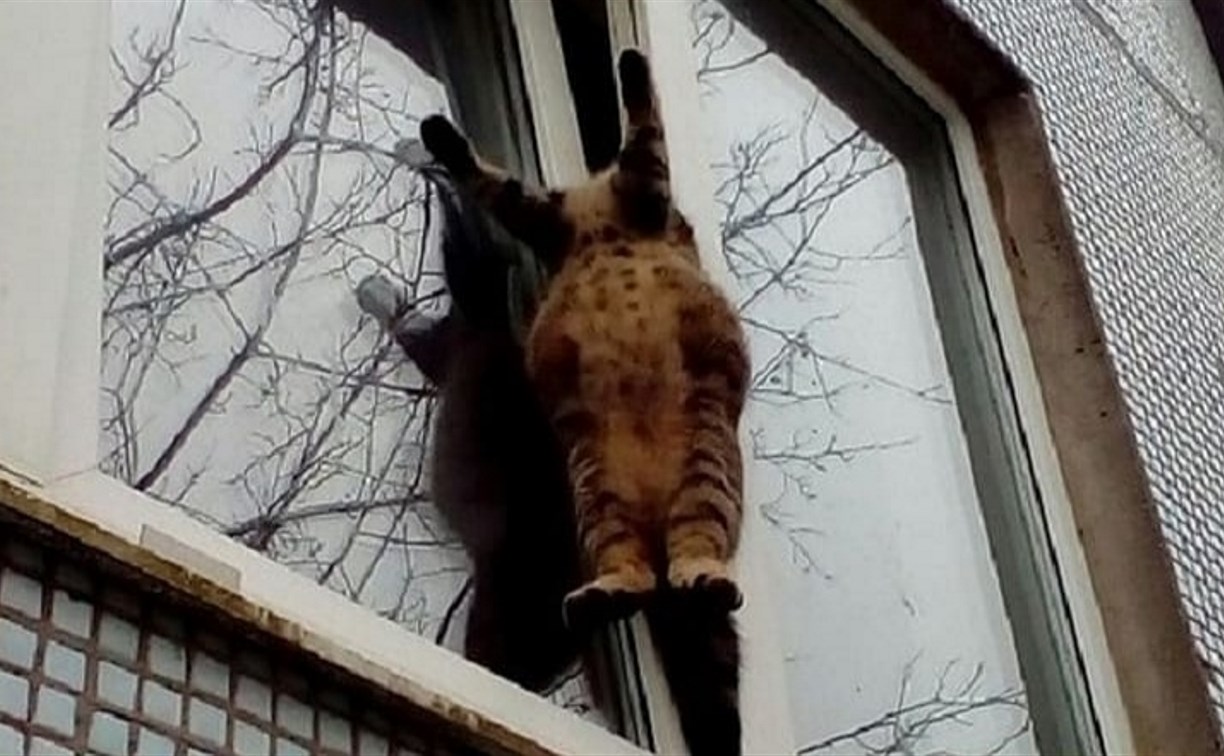 Сахалинские зоозащитники: в Аниве кот "повесился" на приоткрытом окне