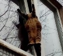 Сахалинские зоозащитники: в Аниве кот "повесился" на приоткрытом окне