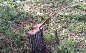 Фермер незаконно вырубил лес в Углегорском районе 