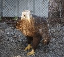 Двух краснокнижных орланов из сахалинского зоопарка выпустили на волю