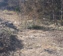 Филиал "пивного рая" исчез: неизвестные вывезли большую часть мусора с полянки под Корсаковом