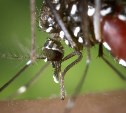 На Сахалине зарегистрирован вид комара Anopheles, способный заразить малярией