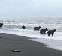 Медведи в заповеднике на Сахалине столпились у пустых рек в ожидании рыбы
